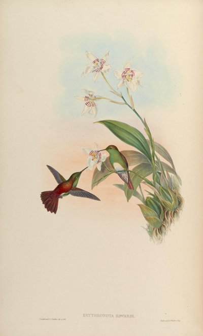 Erythronota edwardi = Amazilia edward - John Gould